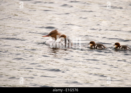 Ein weiblicher Gänsesäger Mergus Prototyp mit jungen Entenküken hitching eine Fahrt auf dem Rücken auf dem Fluß Brathay, Stockfoto
