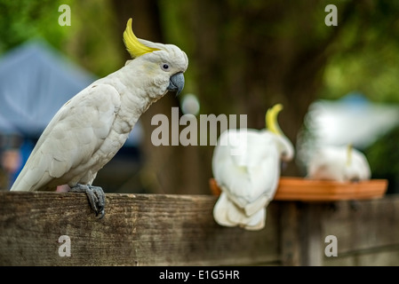 Wilde Cockateils Stockfoto