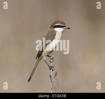 Braune Shrike - Lanius cristatus Stockfoto