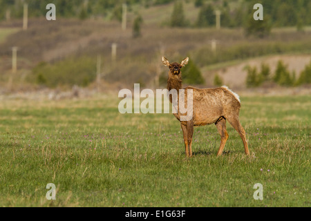 Elche (Cervus Canadensis) Wapiti, im Licht frühen Morgens, mit seinen satten Farben braunen, stehend auf einer Wiese, auf der Hut. Stockfoto