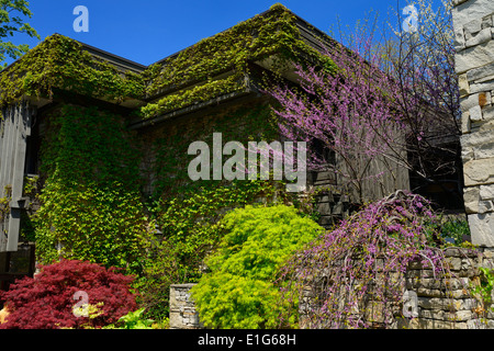 Toronto Botanical Garden Gebäude bedeckt mit Efeu mit japanischen Ahorn Bush und Redbud Baum Stockfoto