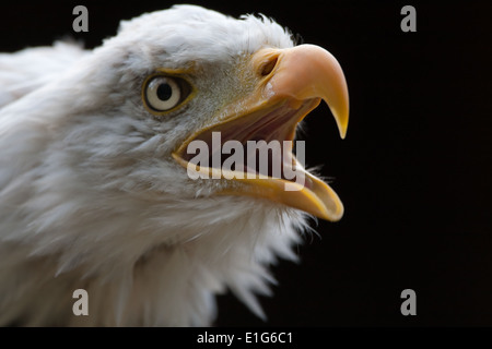 Kahle Adler Kopfschuss (genommen unter kontrollierten Bedingungen) Stockfoto