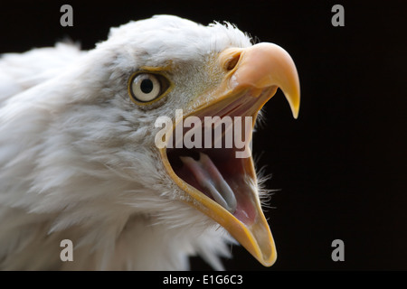 Kahle Adler Kopfschuss (genommen unter kontrollierten Bedingungen) Stockfoto