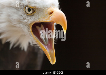 Kahle Adler Kopfschuss (genommen unter kontrollierten Bedingungen) Stockfoto