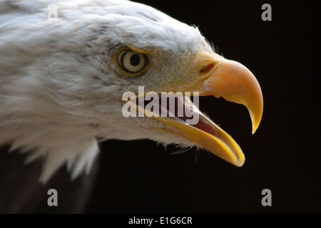 Kahle Adler Kopfschuss (genommen unter kontrollierten Bedingungen) Stockfoto