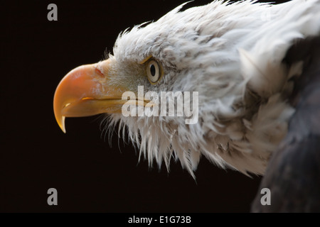 Kahle Adler Kopfschuss (genommen unter kontrollierten Bedingungen) Stockfoto