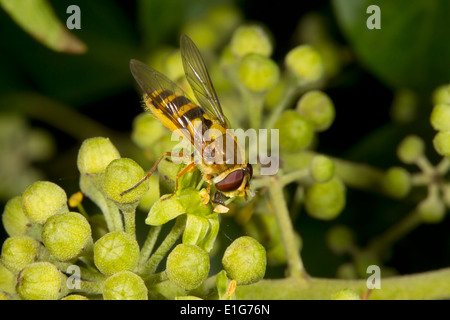Gemeinsamen Banded Hoverfly - Syrphus ribesii Stockfoto