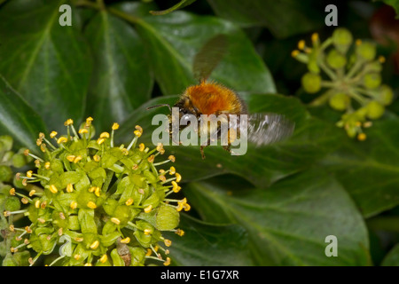 Gemeinsamen Carder Bee - Bombus Pascuorum auf Ivy. Stockfoto