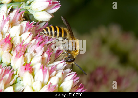 Ivy Bee - Colletes Hederae - Männchen ernähren sich von Sedum. Stockfoto