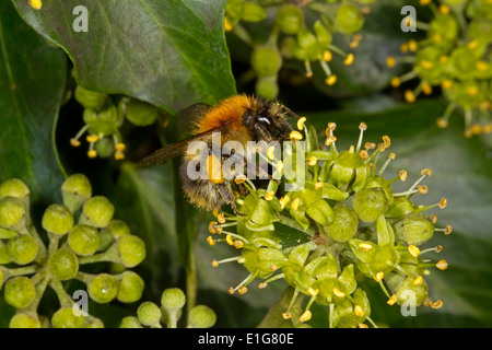 Gemeinsamen Carder Bee - Bombus Pascuorum auf Ivy. Stockfoto