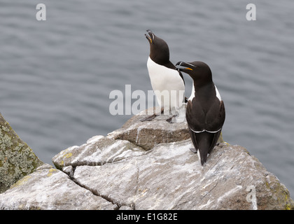 Ein Paar Razorbills (ALCA Torda) thronten auf exponierten Felsen auf der Insel May in Schottland Stockfoto