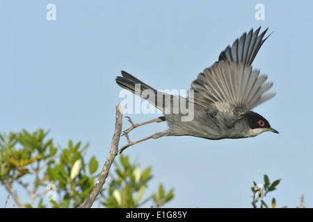 Samtkopfgrasmücke - Sylvia melanocephala Stockfoto