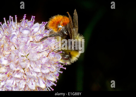 Rotschwanz-Bumblebee - Bombus Lapidarius - Fütterung männlich. Stockfoto