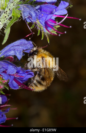 Gemeinsamen Carder Bee - Bombus Pascuorum auf Viper's Bugloss. Stockfoto