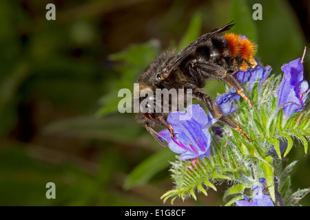 Hill oder Red-tailed Kuckuck Bumblebee - Bombus Rupestris - weiblich, Fütterung auf Viper's Bugloss. Stockfoto