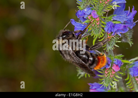 Hill oder Red-tailed Kuckuck Bumblebee - Bombus Rupestris - weiblich, Fütterung auf Viper's Bugloss. Stockfoto