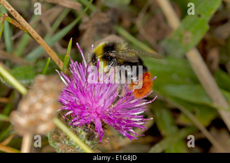 Rotschwanz-Bumblebee - Bombus Lapidarius - Männchen auf Flockenblume. Stockfoto