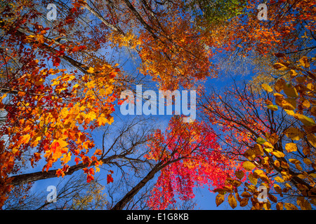 Bunter Herbst Bäume Baldachin in fallen von unten Wald mit blauem Himmel. Algonquin Park, Ontario, Kanada. Stockfoto