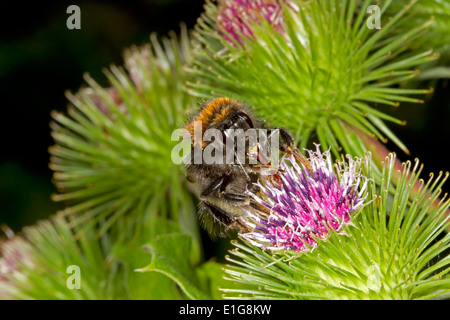 Baum-Bumblebee - Bombus Hypnorum - Königin Fütterung auf Klette. Stockfoto