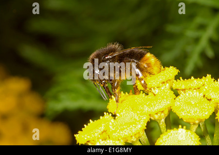 Rotschwanz-Bumblebee - Bombus Lapidarius - Arbeiter auf Kreuzkraut. Stockfoto