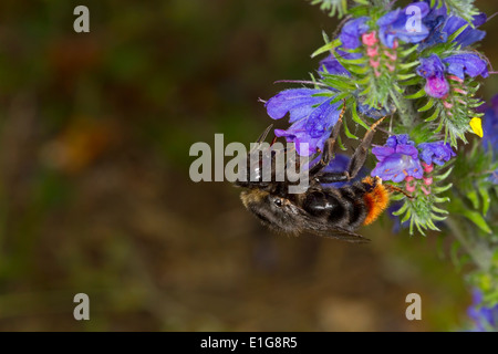 Hill oder Red-tailed Kuckuck Bumblebee - Bombus Rupestris - weiblich, Fütterung auf Viper's Bugloss. Stockfoto