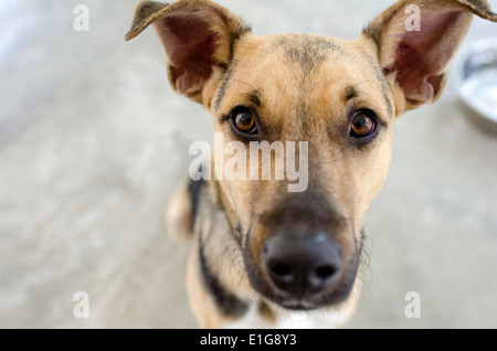 Ein deutsche Sheppard Hund wartet auf seine Schale gefüllt werden. Stockfoto