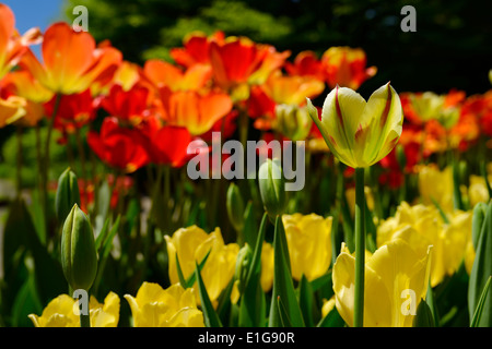 Grüne und gelbe Blüten mit roten Streifen auf Flaming Spring Green Tulip umgeben von roten und gelben Tulpen in Toronto Botanical Edwards Gardens Stockfoto