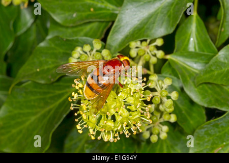 Hornet Mimic Hoverfly - Volucella Zonaria. Die größte UK Hoverfly. Stockfoto