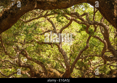 Verdrehen Zweige einer alten Eiche auf Anastasia Insel in St. Augustine, Florida, USA. Stockfoto