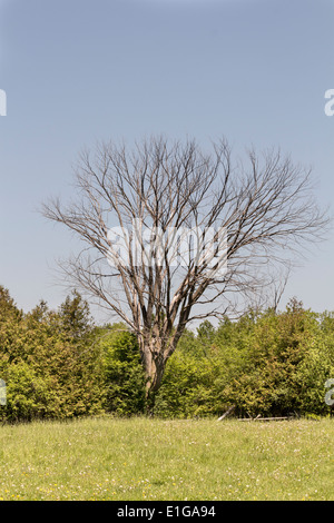 Toten Ahornbaum towering über jüngere Bäume auf Bauernhof Stockfoto