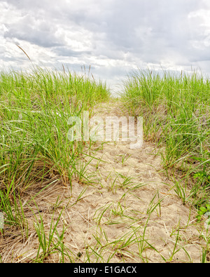 Ein Pfad durch die Dünen und Strandhafer. Harvey's Beach, Old Saybrook, Connecticut. Stockfoto