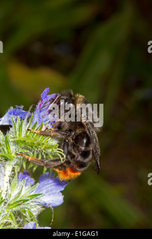 Hill oder Red-tailed Kuckuck Bumblebee - Bombus Rupestris - weiblich, Fütterung auf Viper's Bugloss. Stockfoto