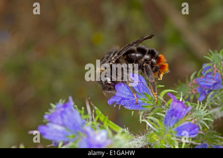 Hill oder Red-tailed Kuckuck Bumblebee - Bombus Rupestris - weiblich, Fütterung auf Viper's Bugloss. Stockfoto