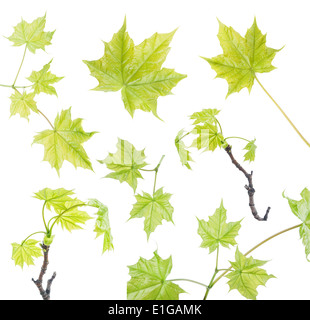 Satz von grünen Ahornblättern Stockfoto