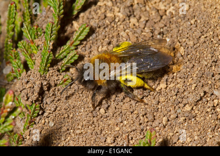 Clarkes Bergbau-Biene - Andrena Clarkella. Suche nach Ort, hinterlegen ihre fahl Pollen auf, um ein Ei zu legen. Stockfoto