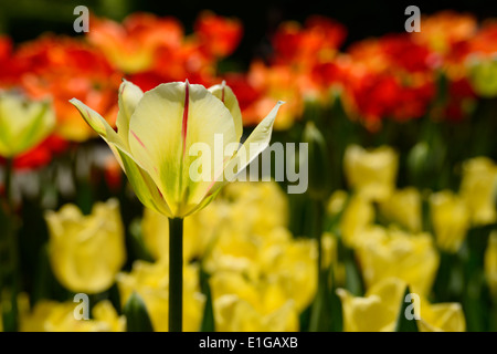 Grüne und gelbe Blüten mit roten Streifen auf Flaming Spring Green Tulip umgeben von anderen Tulpen in Toronto Botanical Edwards Gardens Stockfoto