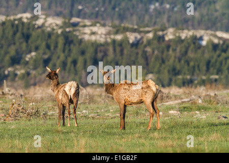 Elche (Cervus Canadensis) Wapiti, im Licht frühen Morgens, mit seinen satten Farben braunen, stehend auf einer Wiese, auf der Hut. Stockfoto