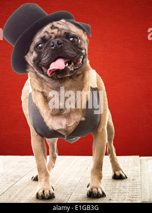 Eine freundliche komische Mops trägt einen Hut und Weste. Stockfoto