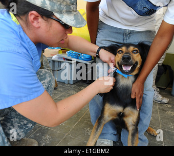 110509-F-CF975-111 - PAITA Peru - (9. Mai 2011) US Army Captain Rachel Lee, ein Tierarzt aus New York sichert ein Hund Colla Stockfoto