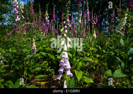 Ein Feld mit weißen und lila Fingerhut Stockfoto