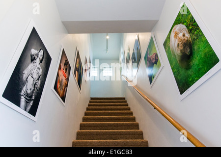 Büro-Treppe dekoriert mit bildender Kunst Gicleé Fotoabzüge Stockfoto