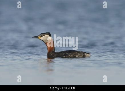 Red-necked Grebe - Podiceps Grisegena - Sommer Erwachsenen. Stockfoto