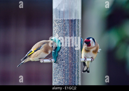 Ein paar Stieglitze (Zuchtjahr Zuchtjahr) Fütterung auf Niger/Nyjer Samen aus einer RSPB feeder Stockfoto