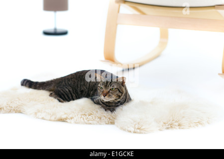 Grau gestreifte Katze liegend Fell Teppich Stockfoto