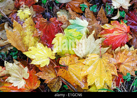 Nasses Herbstlaub von Acer Japonicum 'Vitifolium' Stockfoto
