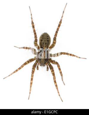 Pardosa Amentata - weiblich Stockfoto