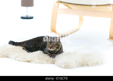 Grau gestreifte Katze liegend Fell Teppich Stockfoto