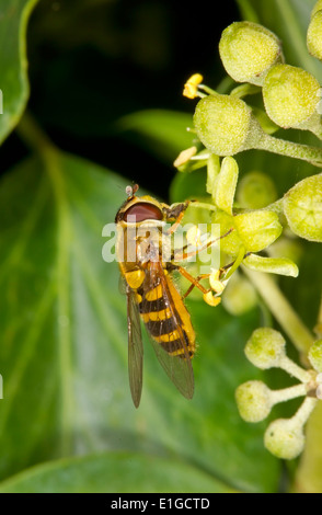 Gemeinsamen gebändert Hoverfly, Syrphus Ribesii auf Ivy, Herbst, Norfolk UK Stockfoto