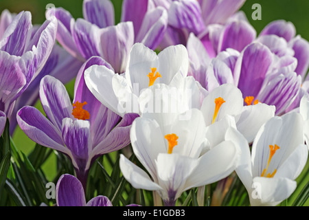 Krokus 'Pickwick' Stockfoto