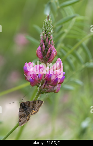 Sanfoin Onobrychis Viciifolia in Blüte mit Burnet Begleiter Moth, Euclidia glyphica Stockfoto